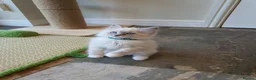 Ragdoll cats for sale: 💖Very Beautiful GCCF Registered Ragdoll Kittens. - Advert 8