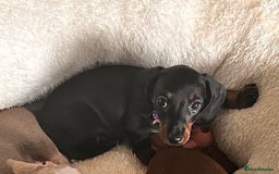 Miniature Dachshund dogs for sale: KC mini dachshund Black n Tan girl ready to home  - Image 32