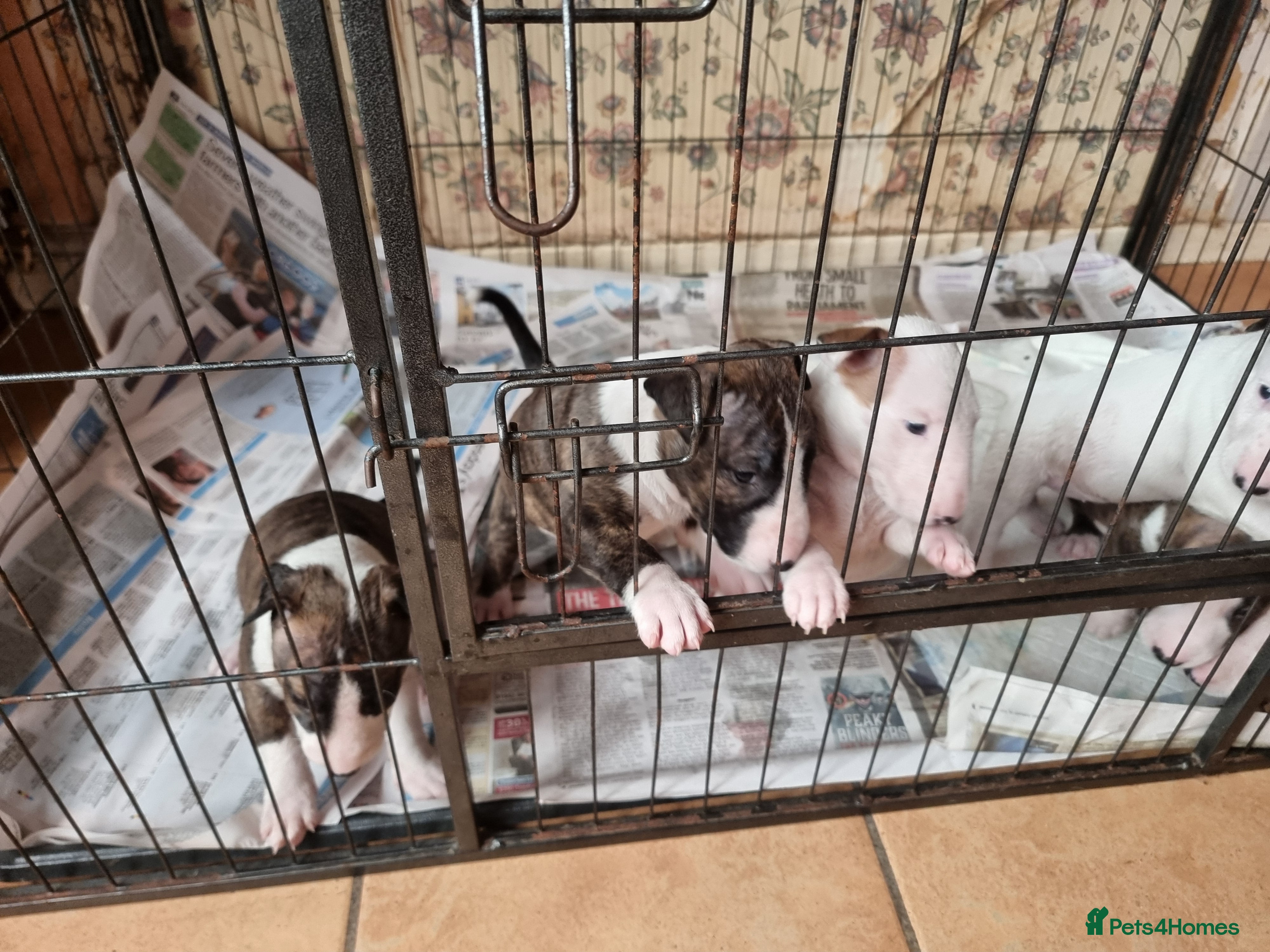 Bull Terrier dogs Bullterrier pups  - Advert 2