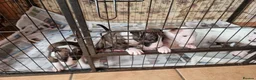 Bull Terrier dogs for sale: Bullterrier pups  - Advert 2