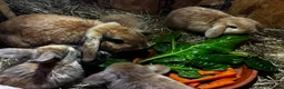 Mini Lop rabbits for sale: Mini lop bunnies for sale - Advert 3