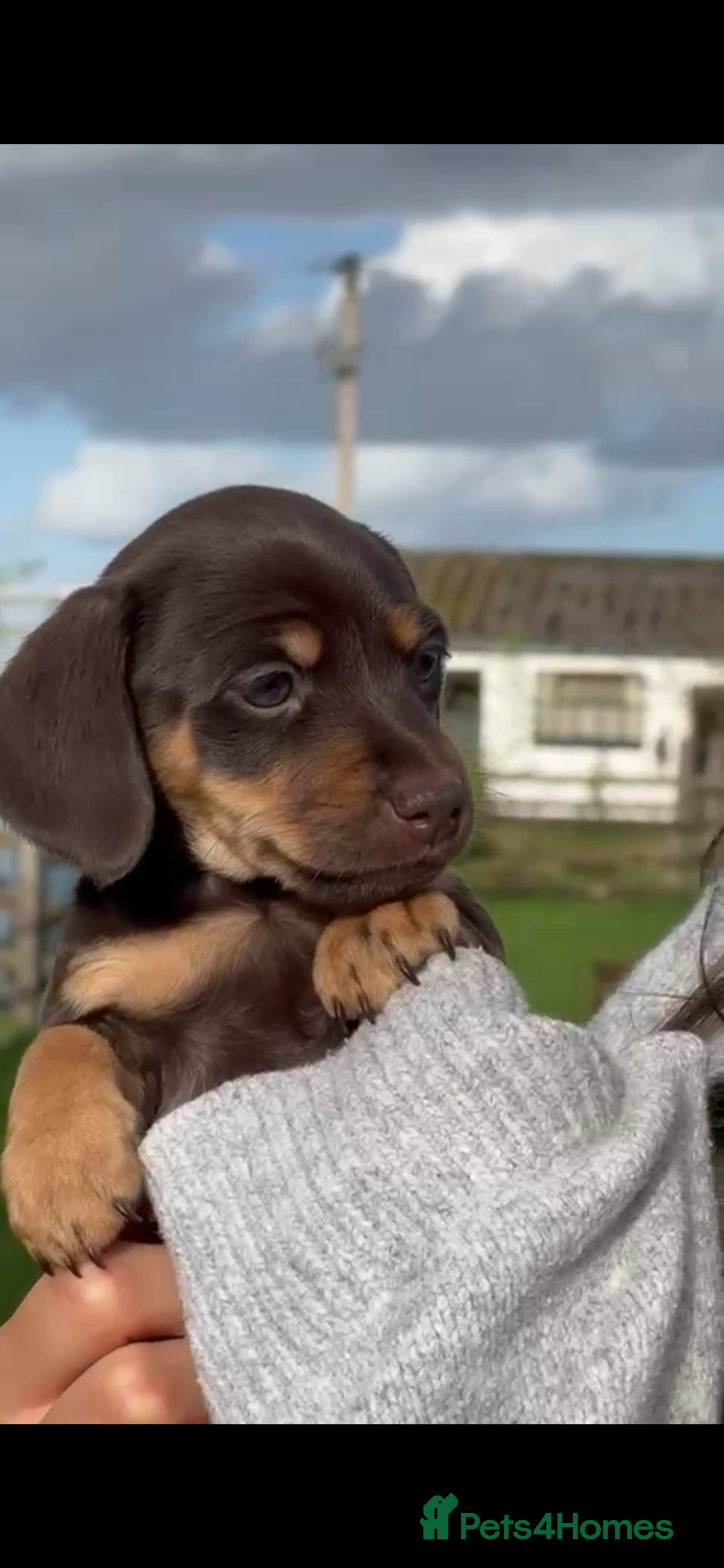 Jackshund dogs Stunning Homebred Miniature Jackshunds - Advert 1