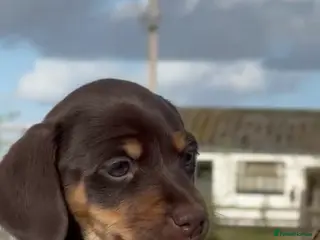 Jackshund dogs Stunning Homebred Miniature Jackshunds - Advert 1