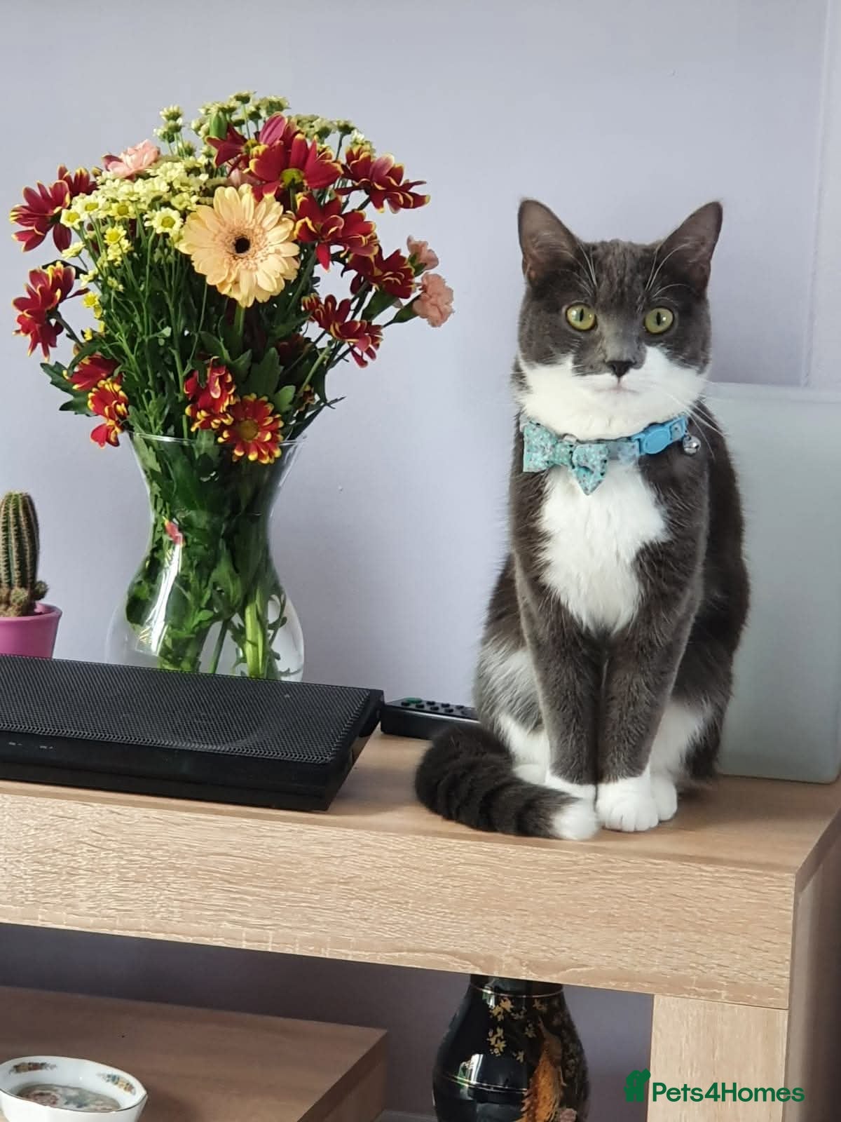 Mixed Breed cats Kittens for sale - Advert 6