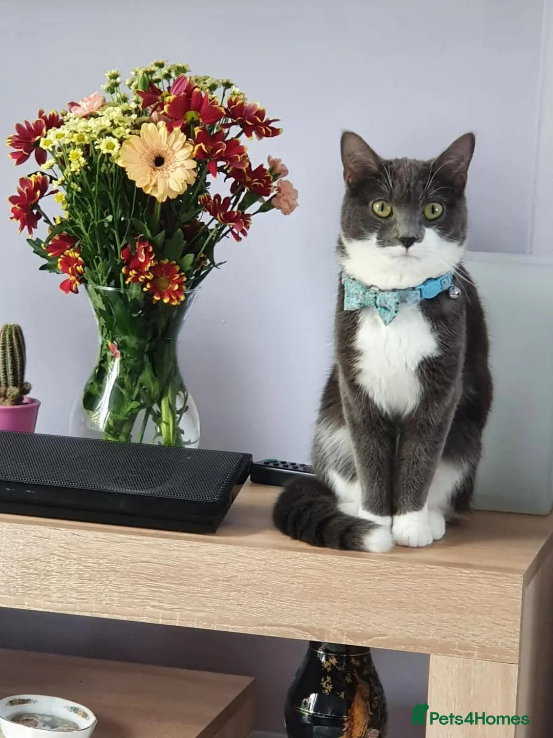 Mixed Breed cats for sale: Kittens for sale in Dunfermline - Advert 1