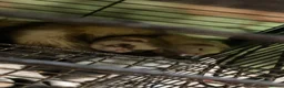 Ferret rodents for sale: Bean and bob 🫘 - Advert 4