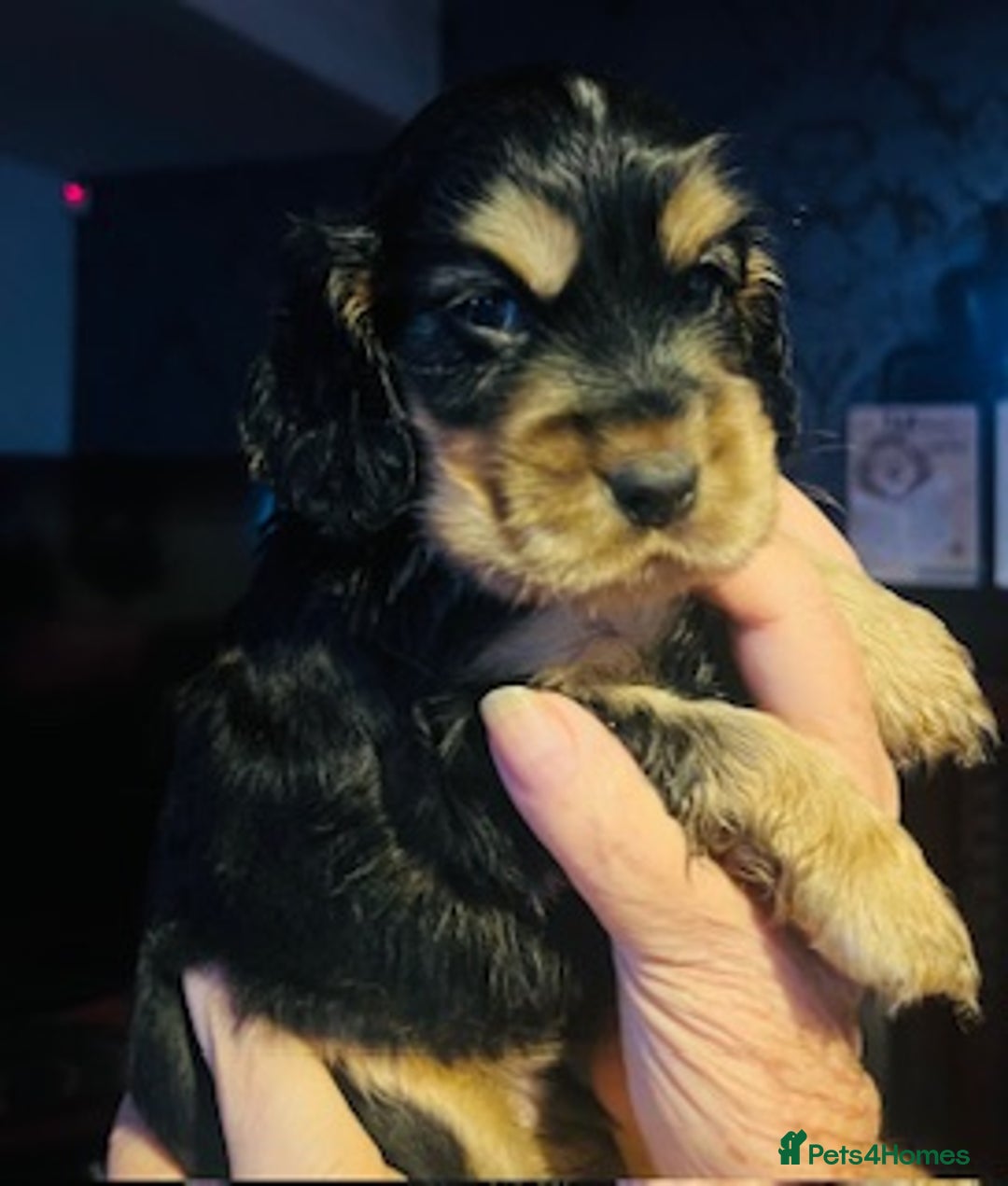 Cocker Spaniel dogs for sale: lyncham cocker spaniels - Image 5