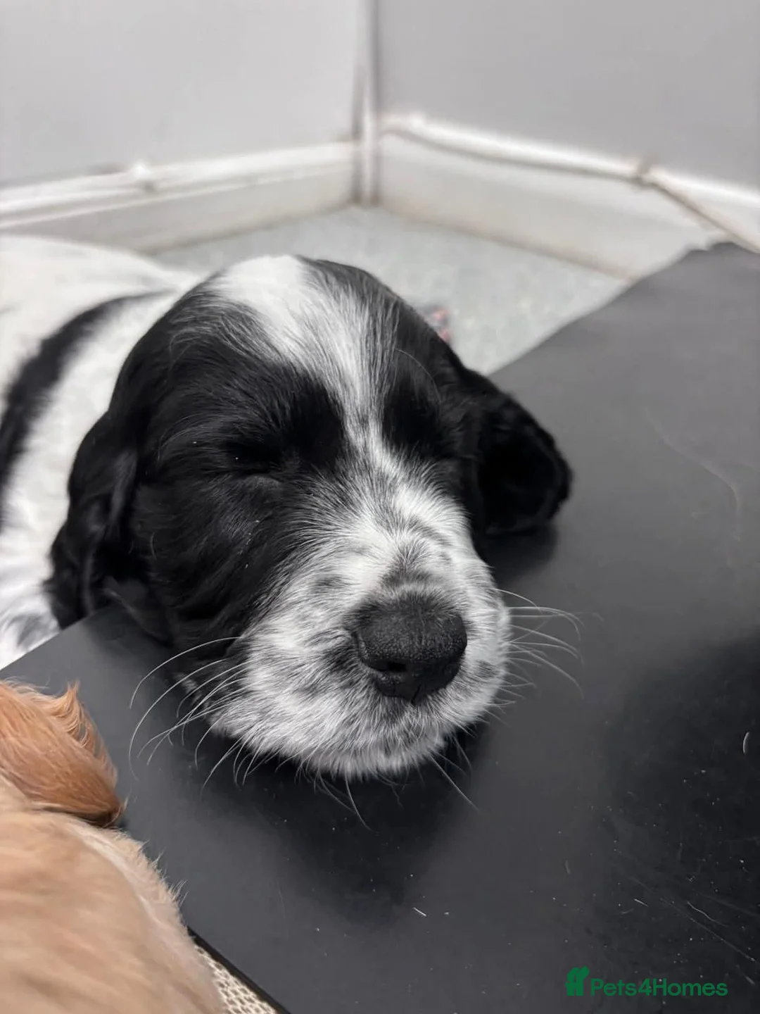 Cocker Spaniel dogs for sale: Cocker Spaniel Puppies (available for veiwing) - Advert 2