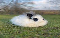 Angora rabbits for sale: Angora X bunny rabbits  - Image 11