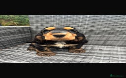 Cocker Spaniel dogs for sale: Show Cocker Spaniel - Image 4