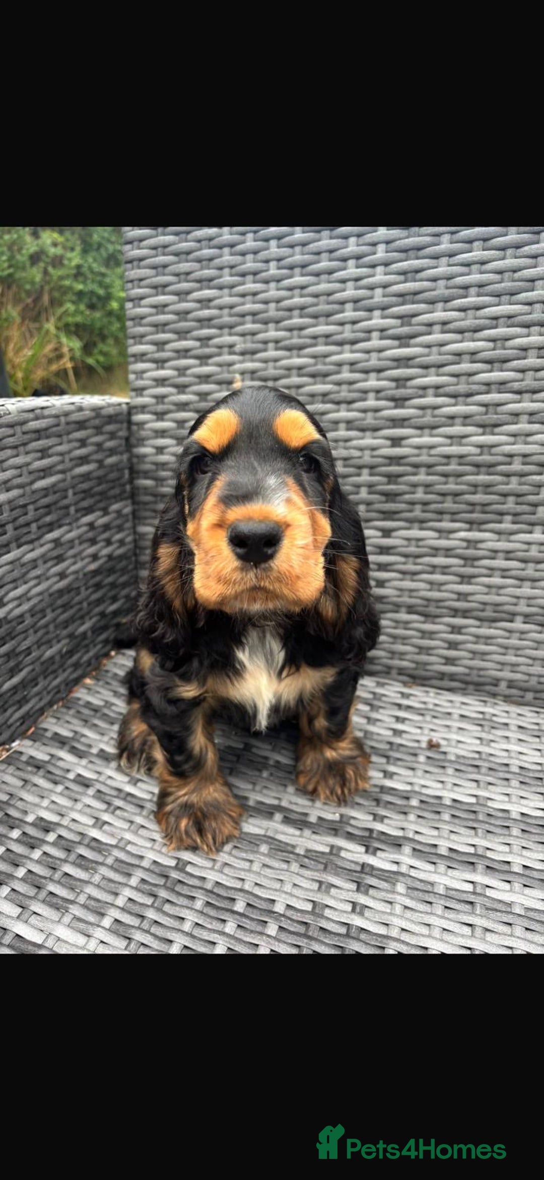 Cocker Spaniel dogs for sale: Show Cocker Spaniel - Image 4