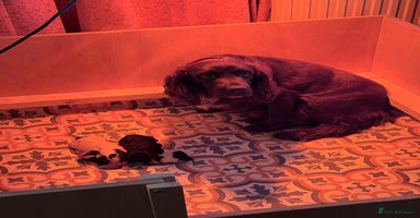 Sprocker dogs  Sprocker Spaniel puppies for sale - Advert 11