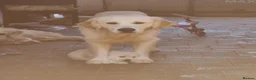 Golden Retriever dogs for stud: STUD DOG HEALTH-TESTED GOLDEN RETRIEVER MALE - Advert 2