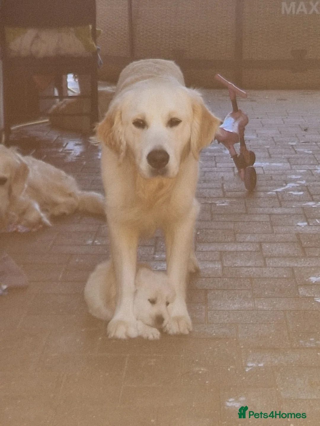 Golden Retriever dogs for stud: STUD DOG HEALTH-TESTED GOLDEN RETRIEVER MALE - Advert 2