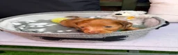 Miniature Dachshund dogs for sale: Long haired miniature dachshunds  in Liverpool - Advert 15