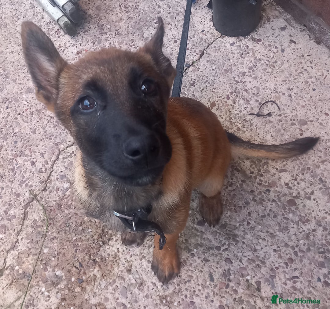 Belgian Shepherd Dog dogs for sale: Beautiful little Belgian shepherd male dog - Image 4