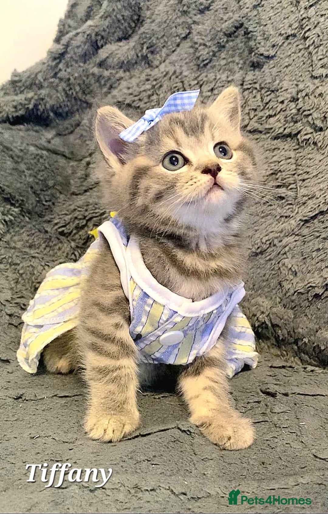 British Shorthair cats for sale: Little princess 👸  - Advert 13