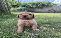 Golden Retriever dogs for sale: Kc pedigree golden retrievers (fox red  in Malton - Image 6