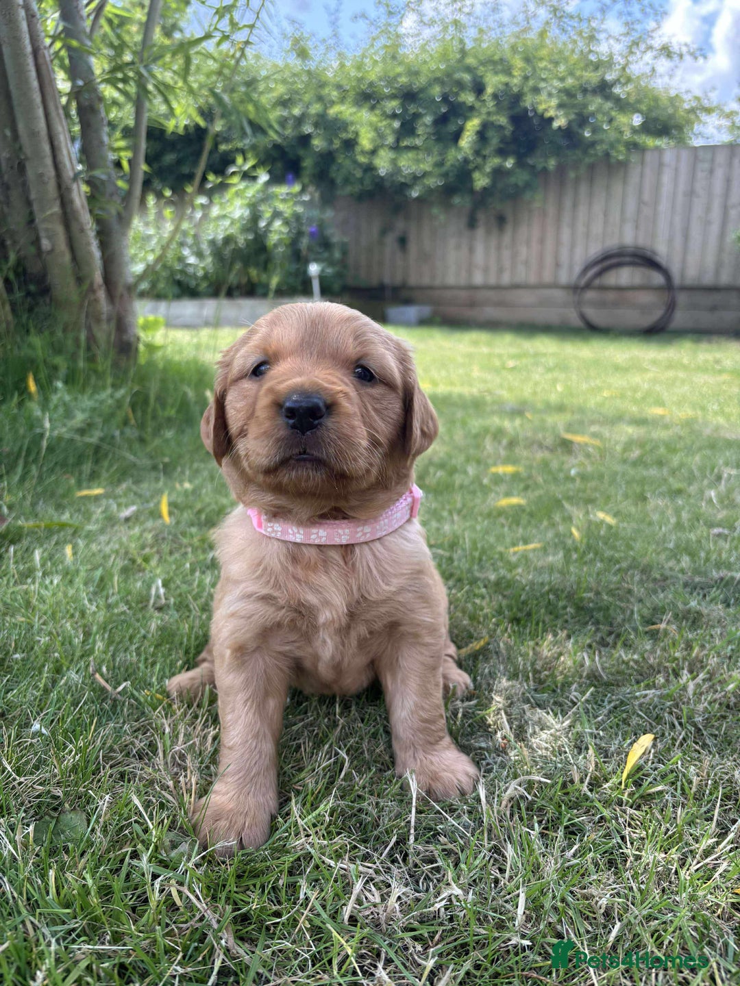 Golden Retriever dogs for sale: Kc pedigree golden retrievers (fox red  in Malton - Image 6