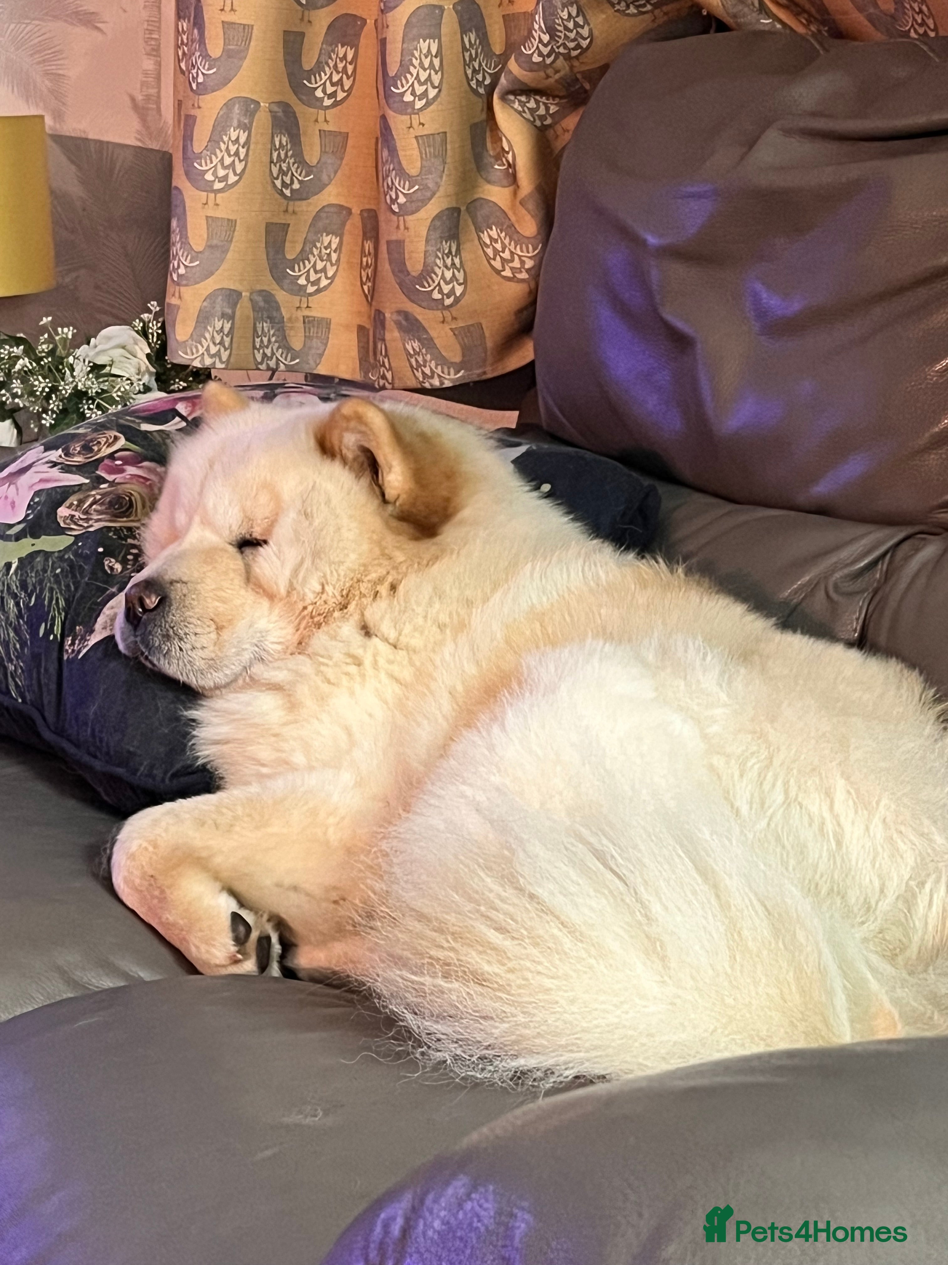 Chow Chow dogs Kiki 2 yr old chow chow  - Advert 5