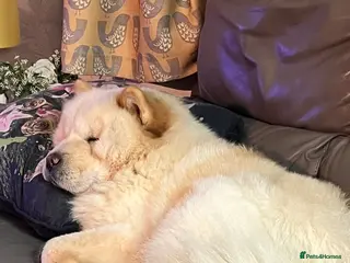 Chow Chow dogs Kiki 2 yr old chow chow - Advert 1