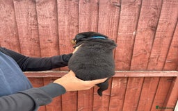 Rottweiler dogs for sale: Pure rottweiler  - Image 9