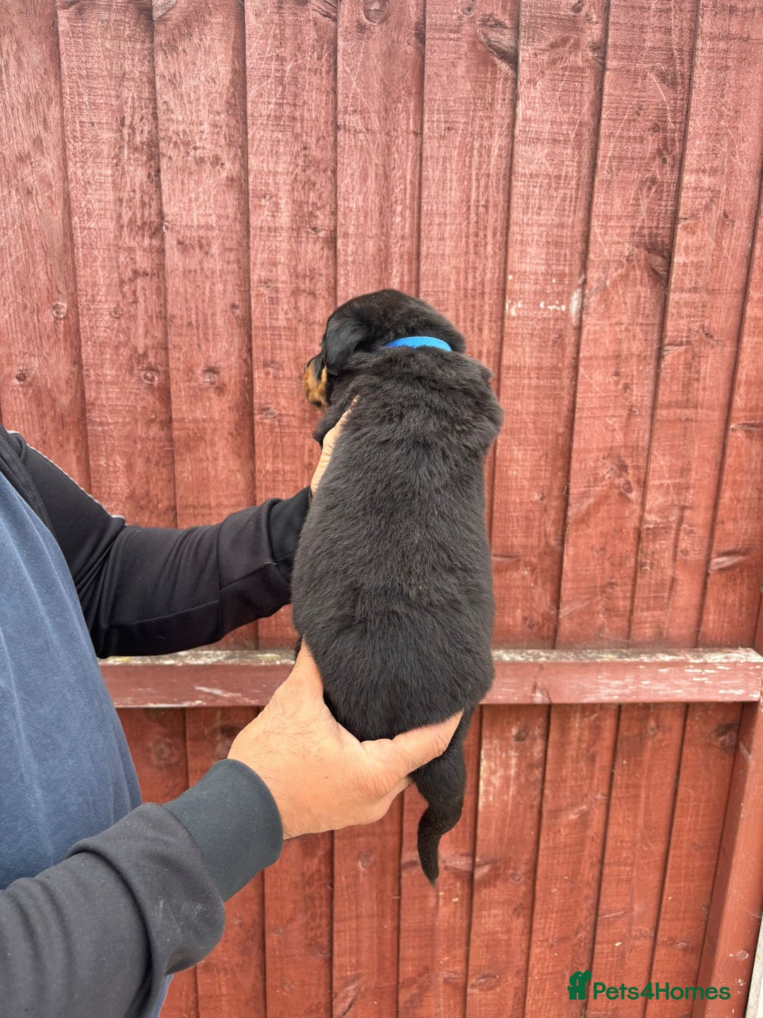 Rottweiler dogs for sale: Pure rottweiler  - Image 9