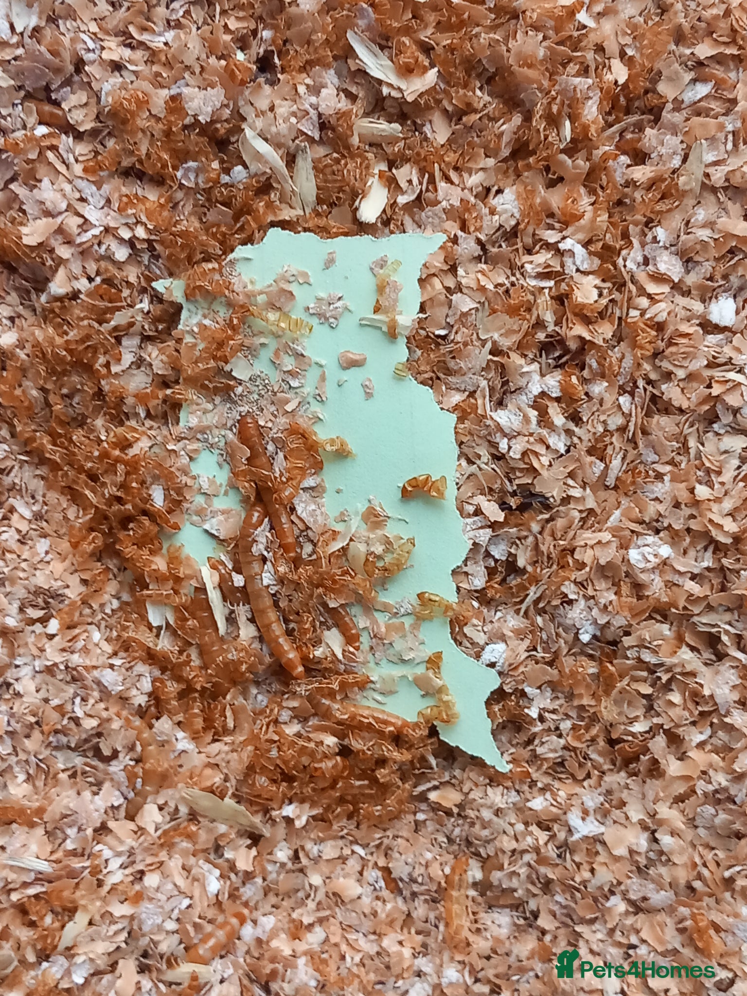 Mixed Breed birds Mealworm farm for sale - Advert 2