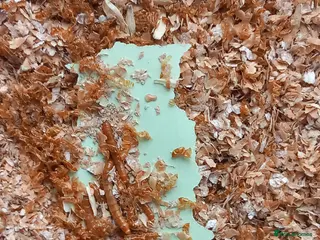 Mixed Breed birds Mealworm farm for sale - Advert 2