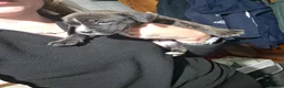 Staffordshire Bull Terrier dogs for sale: Staffy puppies for sale  - Advert 3