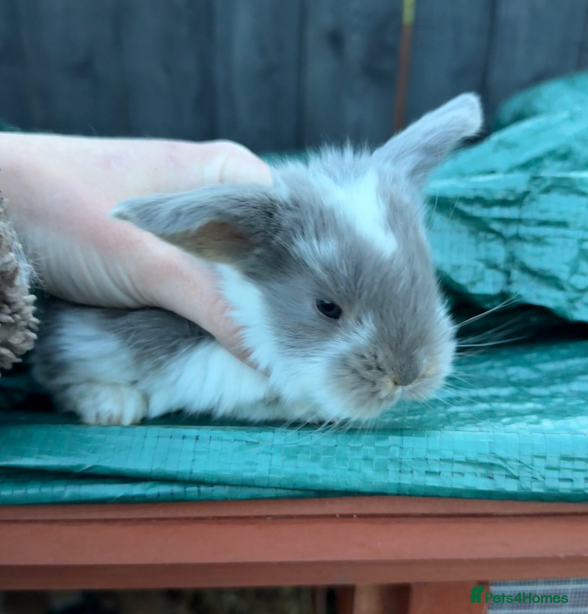 French Lop rabbits 3 x Exceptional Giant French Lop Does - Advert 13