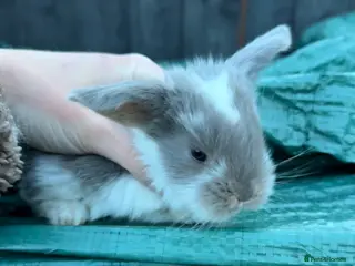 French Lop rabbits 3 x Exceptional Giant French Lop Does - Advert 13