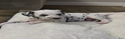 Dalmatian dogs for sale: Dalmatian puppies - Advert 4