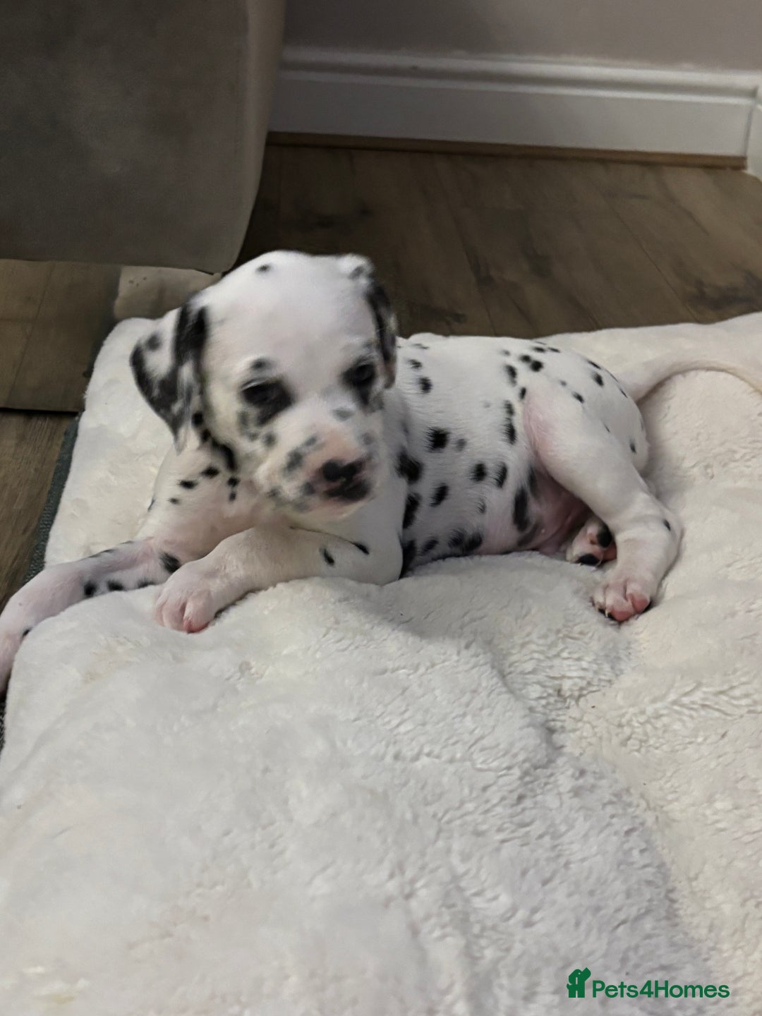 Dalmatian dogs for sale: Dalmatian puppies - Advert 4