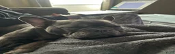 French Bulldog dogs for sale: Dora French Bulldog in Lanark - Advert 2