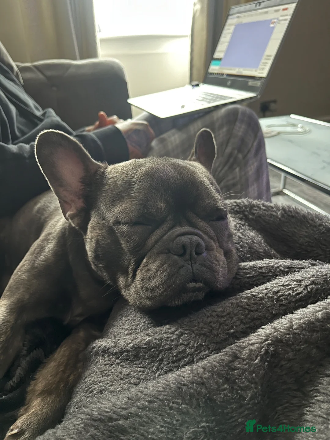 French Bulldog dogs for sale: Dora French Bulldog in Lanark - Advert 2
