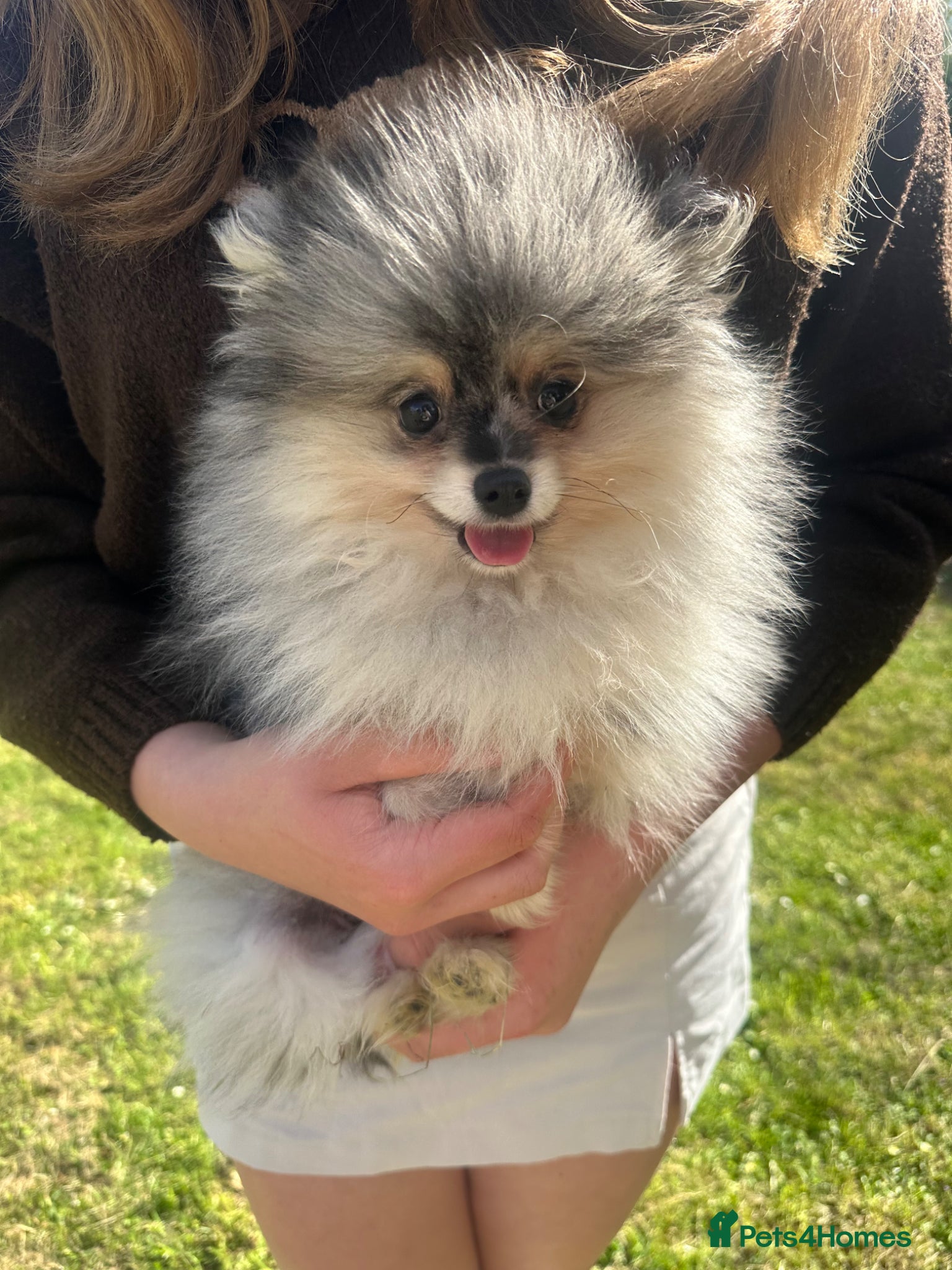 Pomeranian dogs Tiny calm boy - neutered  - Advert 1