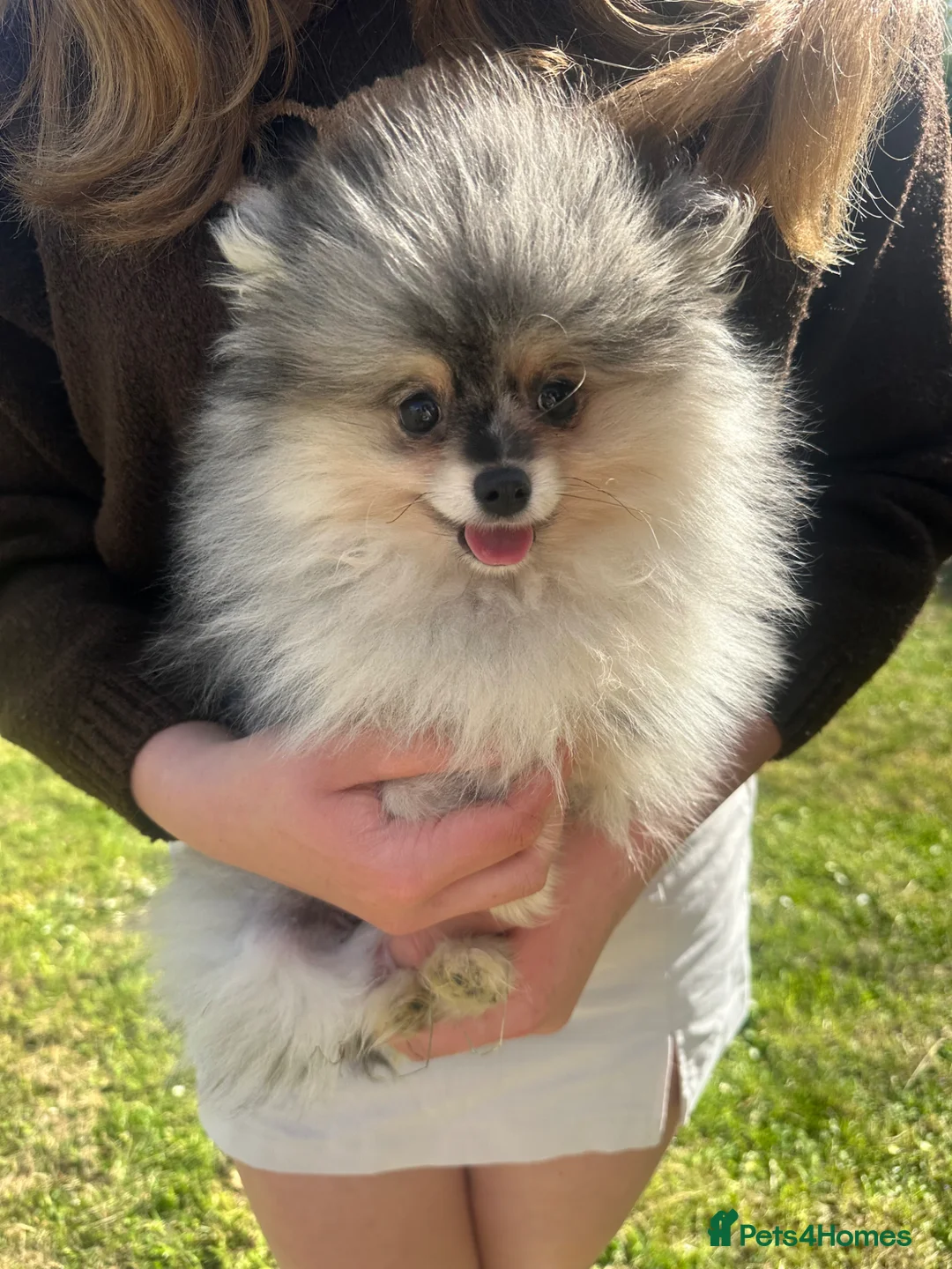Pomeranian dogs for sale: Tiny calm boy - neutered  - Advert 1