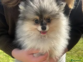 Pomeranian dogs Tiny calm boy - neutered - Advert 1