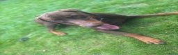 Dobermann dogs for sale: 4 year old doberman looking for forever home - Advert 4