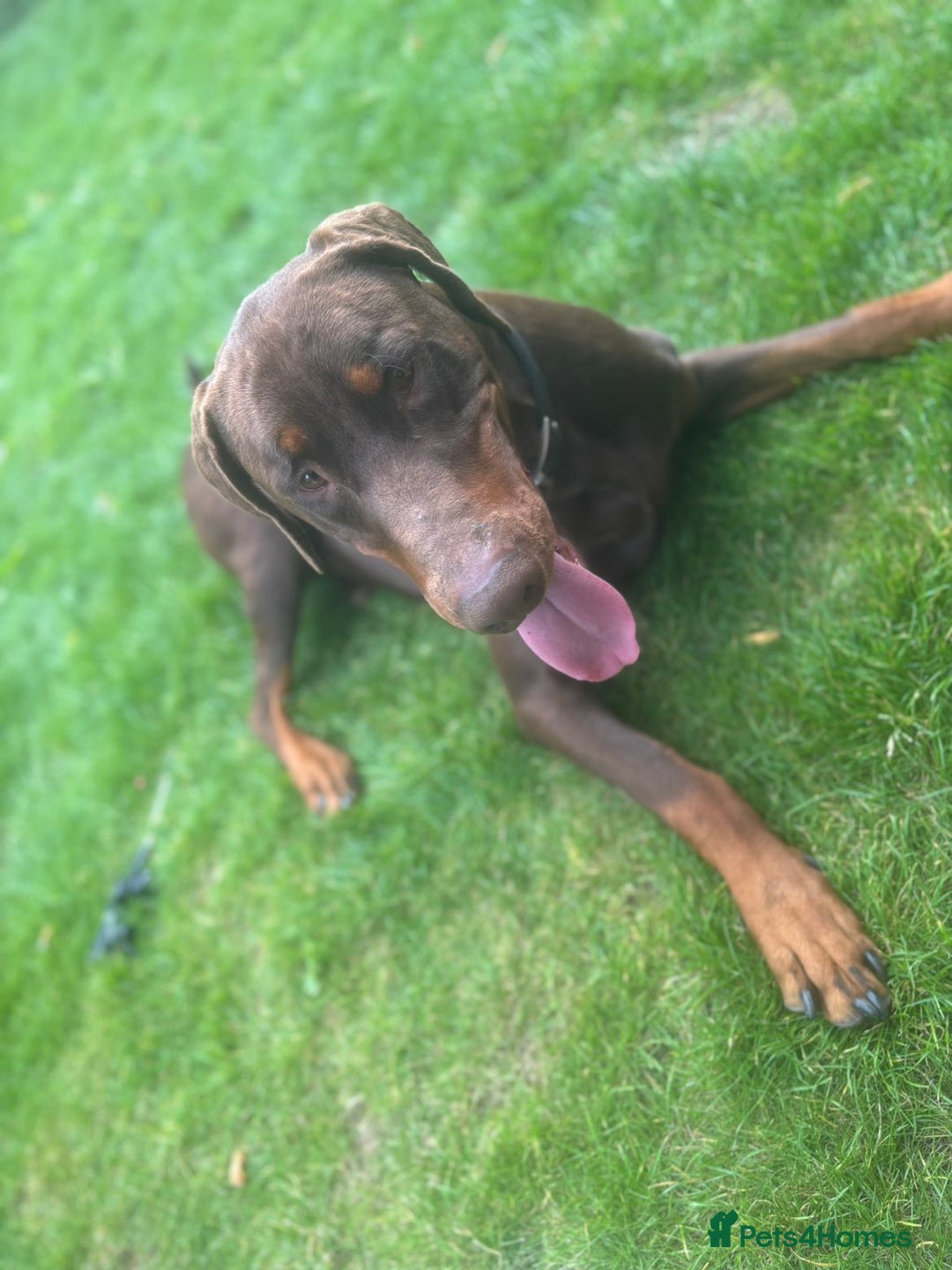 Dobermann dogs for sale: 4 year old doberman looking for forever home - Advert 4