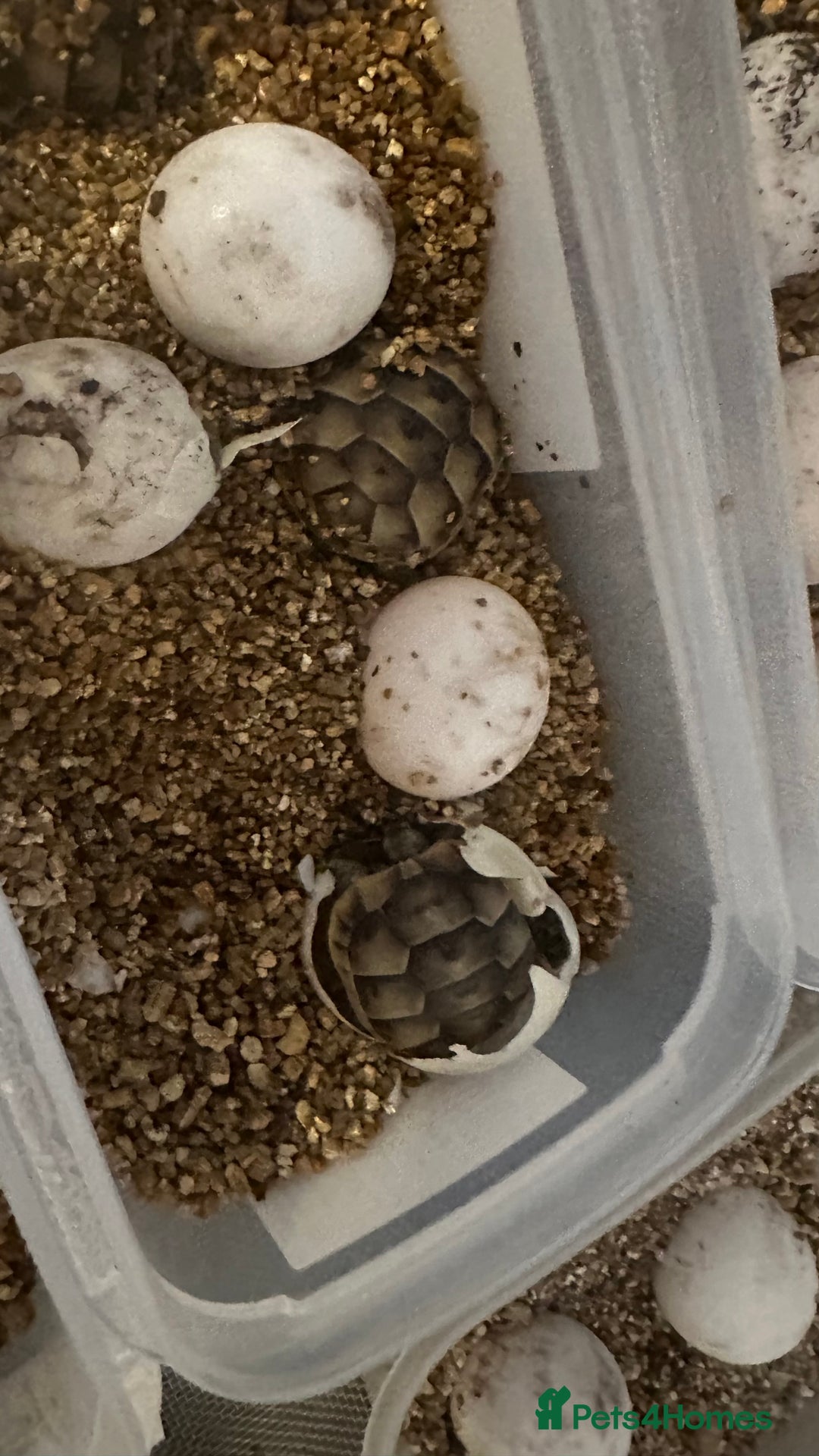 Tortoise reptiles for sale: Baby Spur thigh tortoises  - Image 13