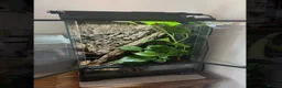 Scorpions invertebrates for sale: Tailless Whip Scorpion in Maidenhead - Advert 1