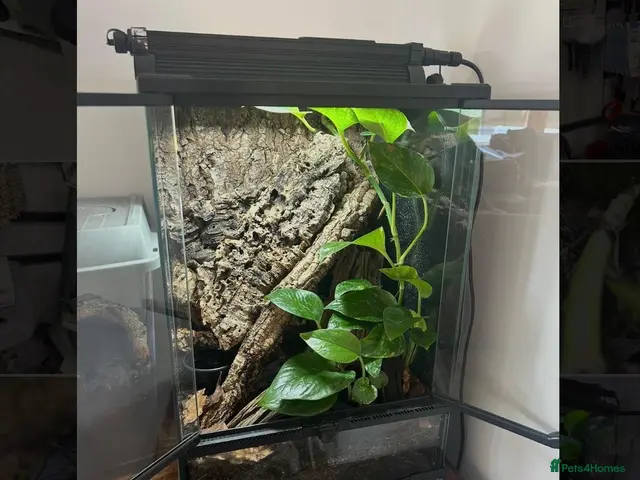 Scorpions invertebrates for sale: Tailless Whip Scorpion - Advert 1