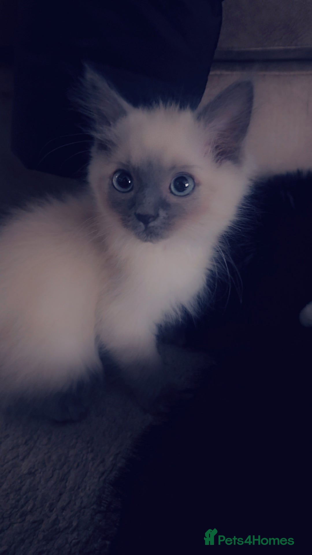 Ragdoll cats for sale: Ragdoll baby - Advert 8