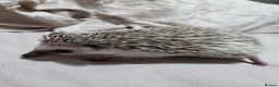 Pygmy Hedgehog rodents for sale: Pigmy hedgehogs  in Hounslow - Advert 6