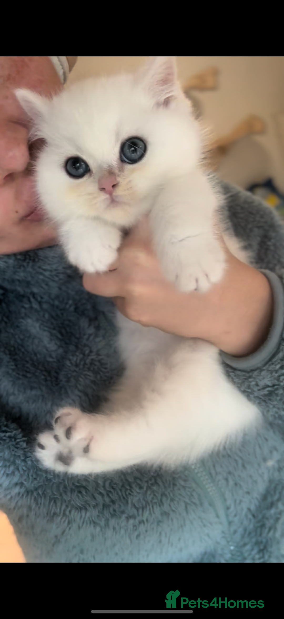 British Shorthair cats for sale: Affectionate lap cats health tested parents  - Advert 35