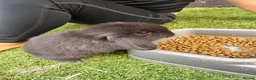 Mini Lop rabbits for sale: Gorgeous mini lops  - Advert 8