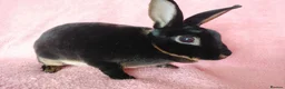 Rex rabbits for sale: Mini rex for sale  - Advert 5