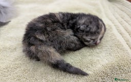 Selkirk Rex cats for sale:   💜 Selkirk Rex Kittens Ready 25th November 💜 - Image 2